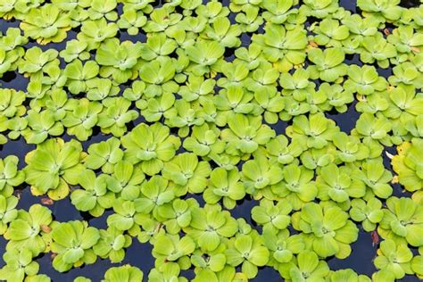 Pistia Stratiotes Water Lettuce