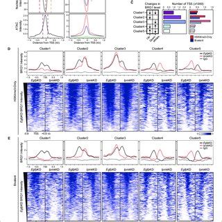 Ipmk Affects Chromatin Accessibility At Promoter Tss By Regulating Brg