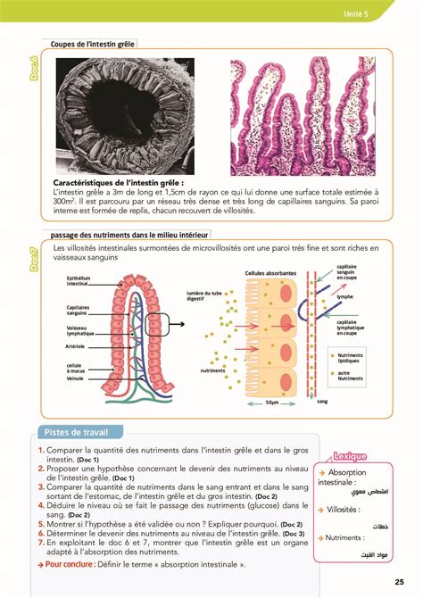 La Digestion Des Aliments Et Labsorption Intestinale Cours Manuel