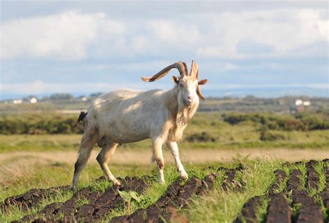 Irish Goat Co Clare Ireland The Domestic Goat Capra Ae Flickr