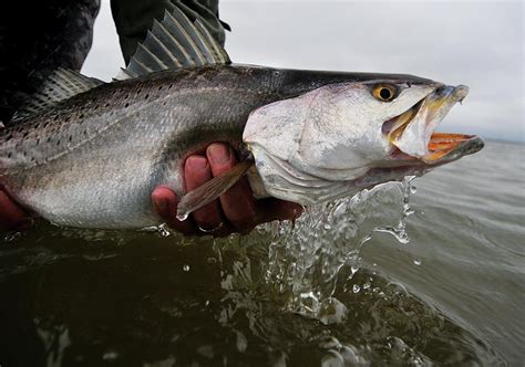 How To Catch Speckled Seatrout Lures And Baits Sport Fishing Mag