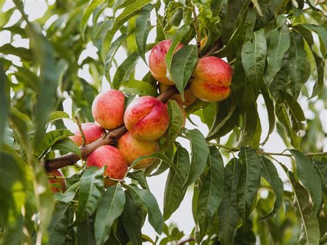 Nectarine Tree - Diaco's Garden Nursery Melbourne