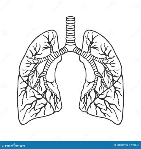 Pulmones Humanos En Detalle Anatom A Ilustraci N De Material Vectorial