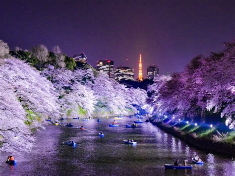 夜でもお花見を楽しめる東京都内のライトアップされた夜桜が美しいスポット