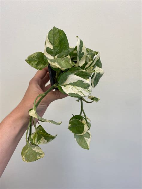 Epipremnum aureum - Pothos ‘Pearls & Jade’ – Wild Willy's Plants and ...