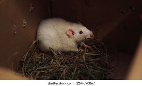 2,647 Albino Rat Images, Stock Photos & Vectors | Shutterstock