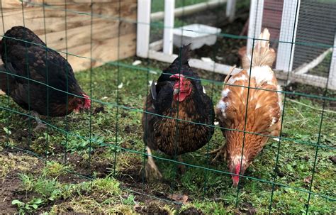 Grippe aviaire Un risque élevé et plusieurs foyers détectés