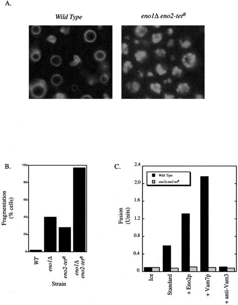 Vacuole Fusion In An Eno Eno Tet R Strain A The Vacuoles In