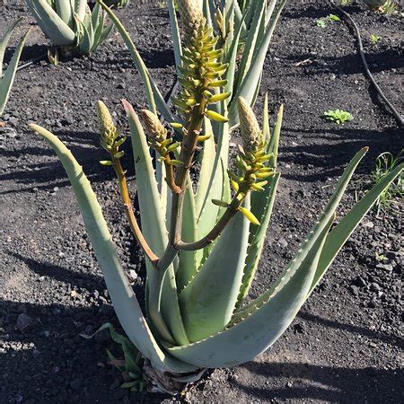 Finca Canarias Aloe Vera La Oliva Lohnt Es Sich Mit Fotos