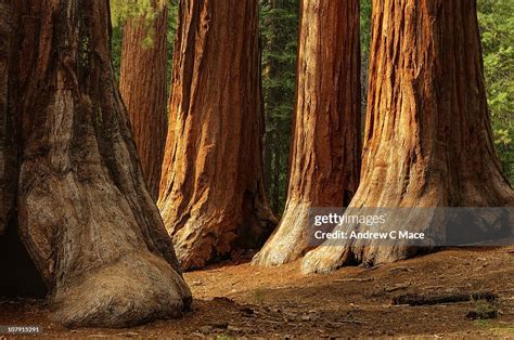 Giant Sequoias Yosemite National Park High Res Stock Photo Getty Images