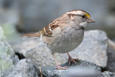 White-Throated Sparrow | Wings Over Skagit