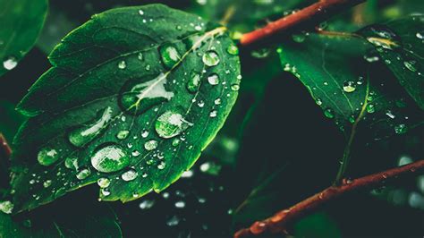 Raindrops on leaves | Reachartwebsites.com