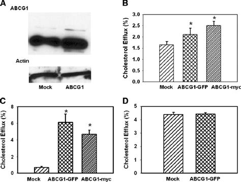 The Effect Of Overexpression Of ABCG1 On ABCG1 Abundance In RAW 264 7