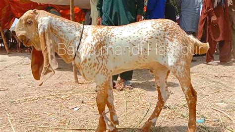 Hasilpur Bakra Mandi Update Qurbani Wale Bakron Ke Fresh Rate YouTube