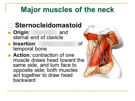 Origin Insertion Of Sternocleidomastoid Neck Muscle Diagram Quizlet