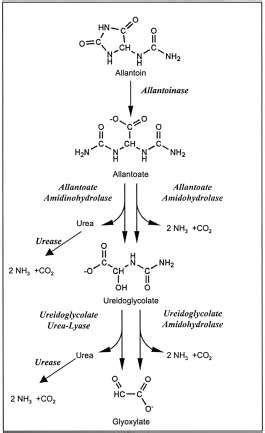 Figure Different Way In Nitrogen Rescue On The Ureide Pathway