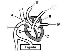 CIÊNCIA NA PELE Exercícios sobre sistema cardiovascular 7º e 8º anos