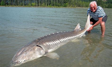 Giant Lake Sturgeon