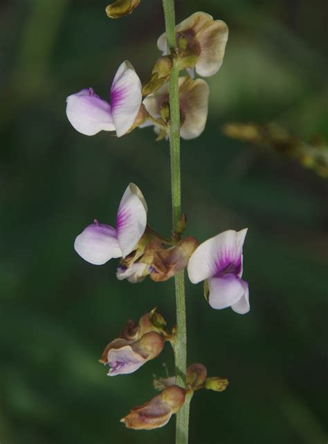 Tephrosia Noctiflora Near Helens Hill South Of Ingham Q Flickr