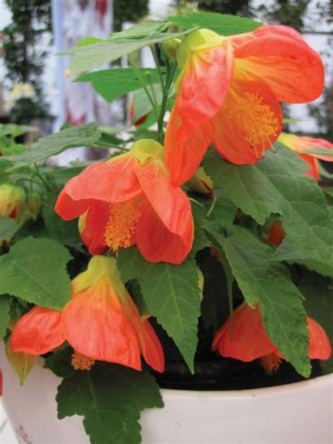 Abutilon Lucky Lantern Tangerine Guildford Garden Centre