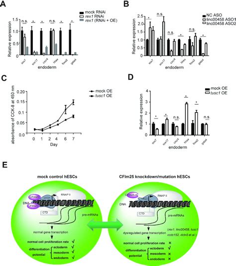 CFim25 Targets Play Roles In HESCs Cell Proliferation And Pluripotency