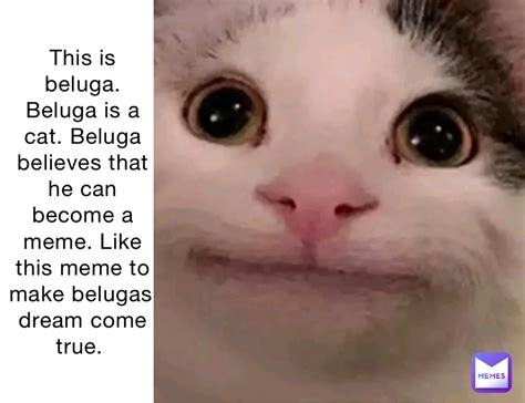 This is beluga. Beluga is a cat. Beluga believes that he can become a ...