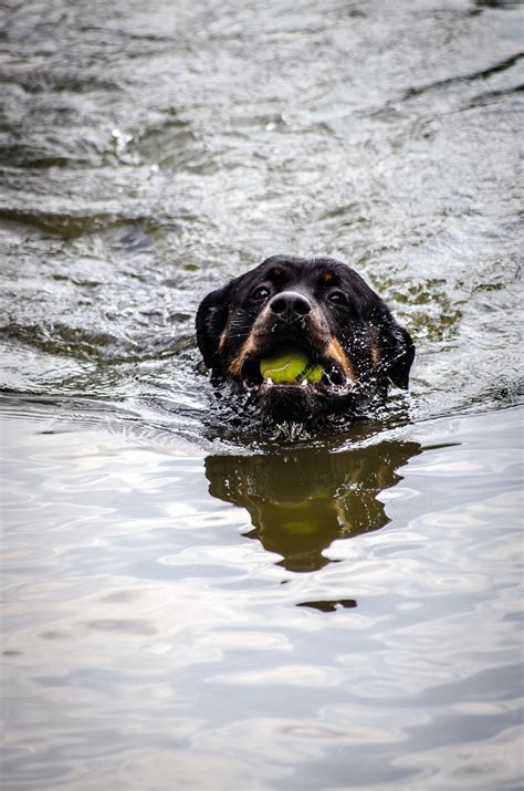 Rottweiler Training: 5 Pro Tips for Success | Fortail Rottweiler