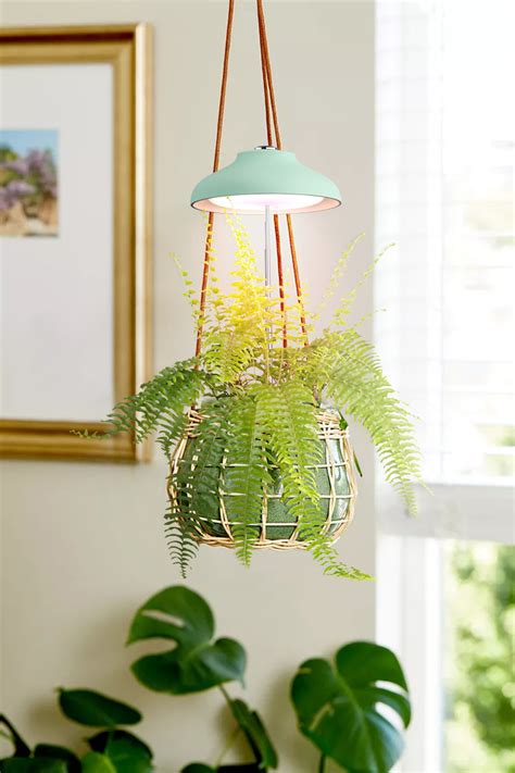 Planting Habits Of Ferns Incl Grow Led Light Suggestion