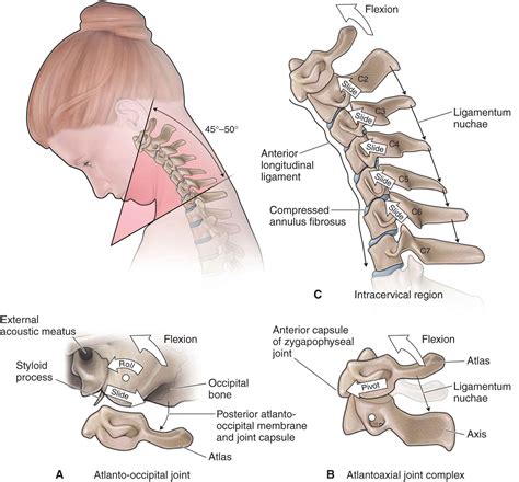 The Cervical Spine Musculoskeletal Key