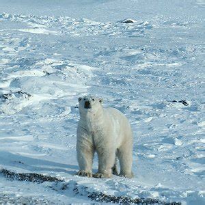 Walrus Predators and Conservation - Animal Facts and Information