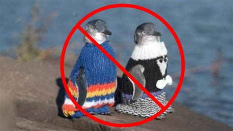 Please don’t knit a sweater for a penguin | Grist