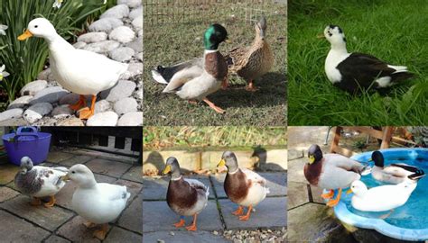 Bantam and Miniature Duck Breeds