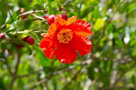 Flor Da Romã Ou Româzeira Caracteristicas Botanicas E Fotos Mundo