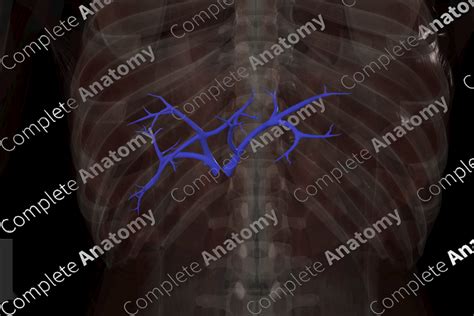 Branches of Hepatic Portal Vein | Complete Anatomy