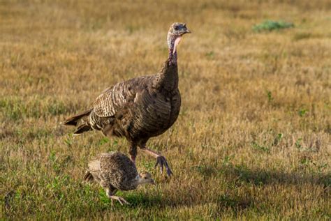 130+ Wild Turkey Chicks Stock Photos, Pictures & Royalty-Free Images ...