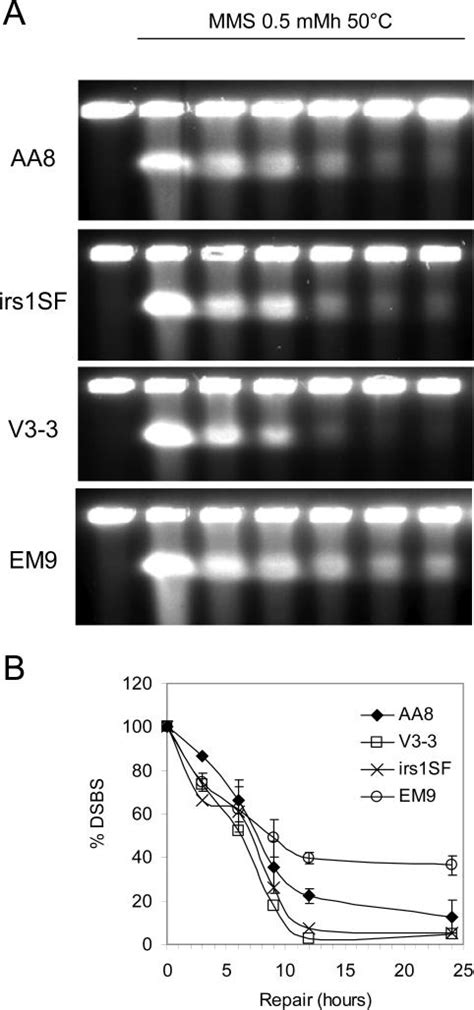 Delayed Repair Of MMS Induced Heat Labile DNA Damage In XRCC1 Deficient