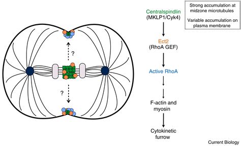 Spatiotemporal Regulation Of Rhoa During Cytokinesis Current Biology