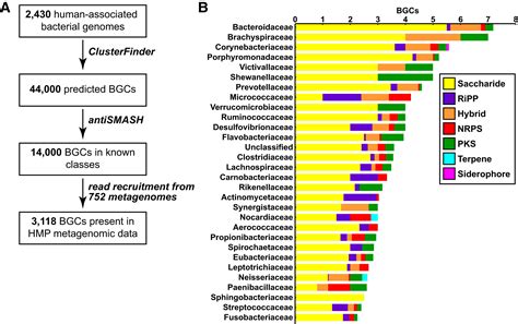 A Systematic Analysis Of Biosynthetic Gene Clusters In The Human