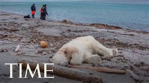 Polar Bear Shot And Killed After Attacking A Cruise Ship Guard Time Youtube