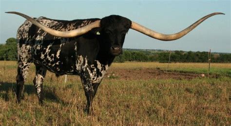 Lazy J Longhorns Raising Registered Texas Longhorns In Greenleaf Ks