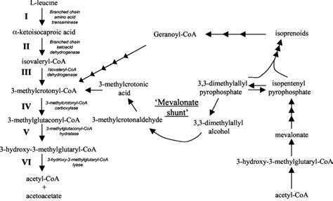 The Leucine Degradation Pathway And The Mevalonate Shunt Shown Are