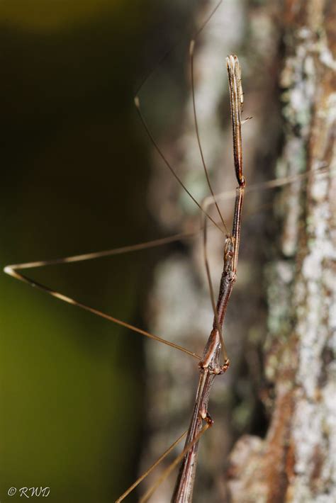 Thread Legged Assassin Bug Ryan Dobson Flickr