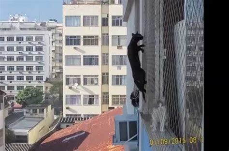 O Grito Do Bicho Gato Se Assusta Em Resgate E Pula De Prédio No Rio