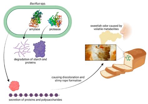 Ropiness In Bread A Re Emerging Spoilage Phenomenon Encyclopedia Mdpi