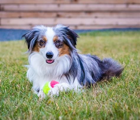 Mini Australian Shepherd My Aussie Pups