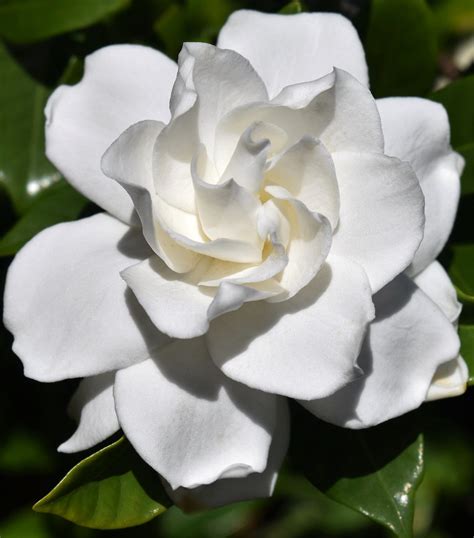 Gardenia Augusta Florida You Know It S Almost Summer Whe Flickr