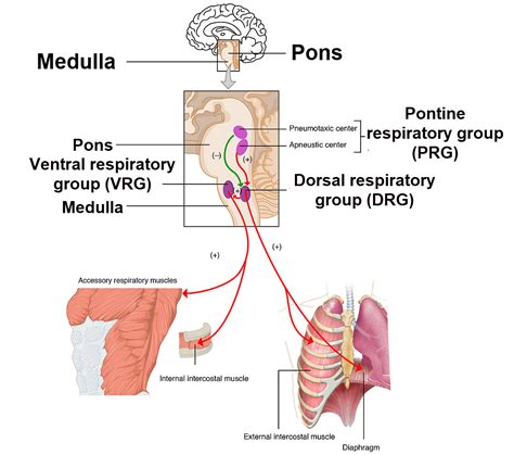 Brain's Role in Exercise| Medical Science Navigator