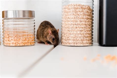 Common Diseases Spread By Rodents Poulins Pest Control