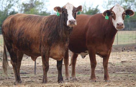 18 F1 Braford Cows For Sale In Klondike Texas