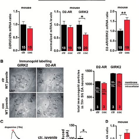 Functional Expression Of D2 Autoreceptors AR D2 Short Long Variants